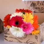 Gerbera Mix Color 2 Gerbera Mix