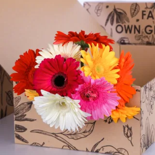 Gerbera Mix