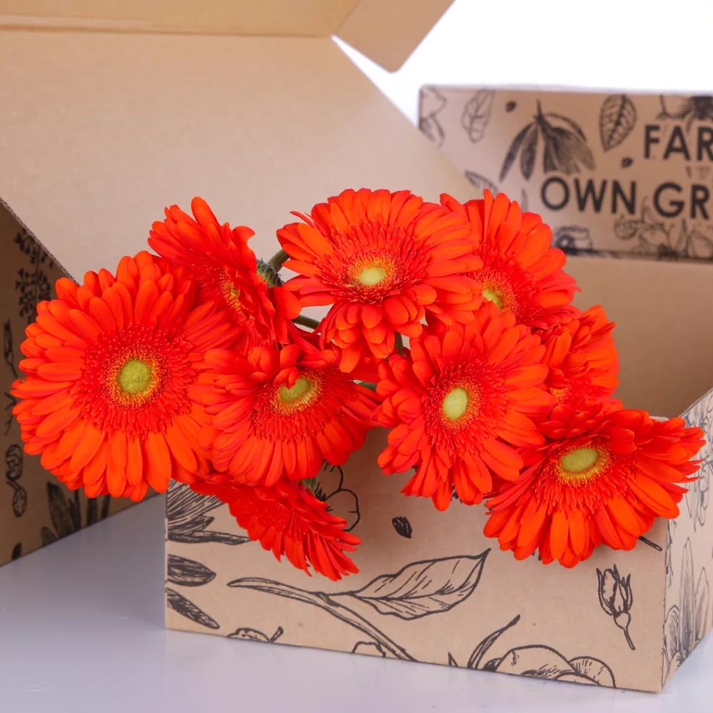 Gerbera Orange Gerbera Orange