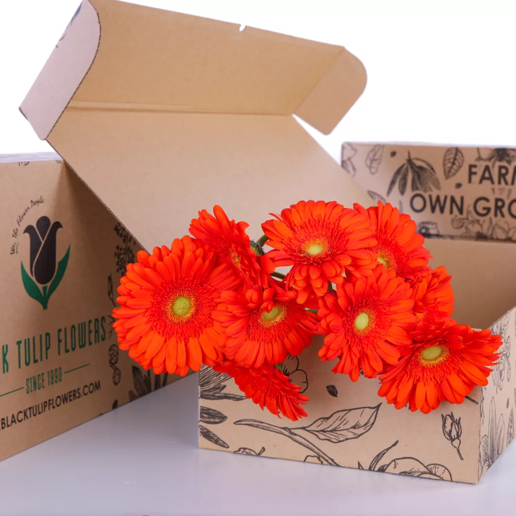Gerbera Orange 10 Orange Gerbera bunches in a cardboard box