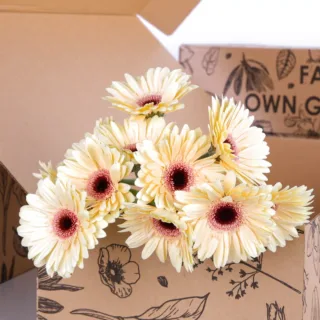 Gerbera Peach