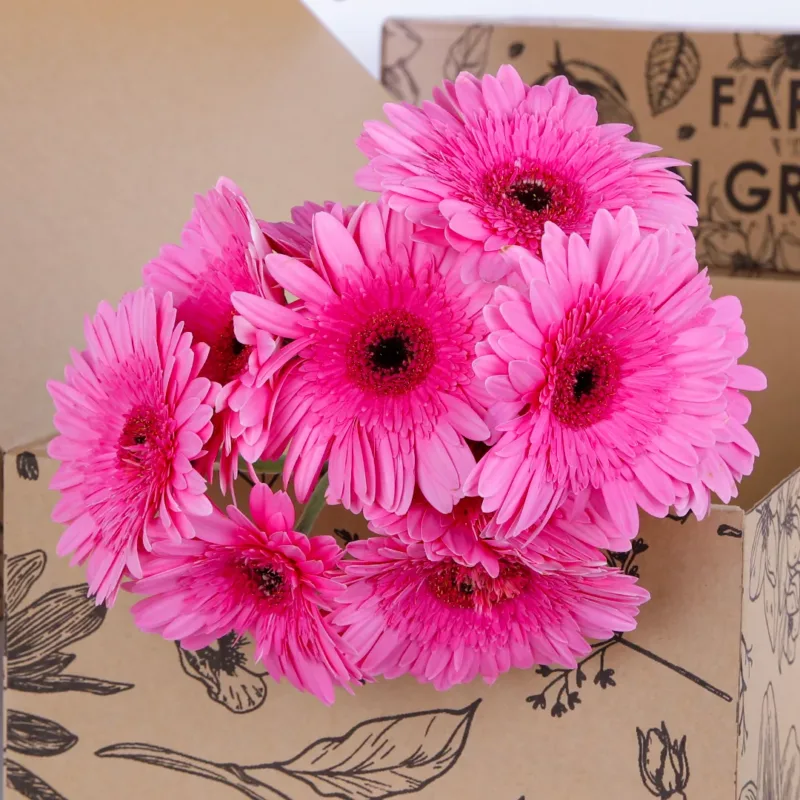 Gerbera Pink Gerbera Pink