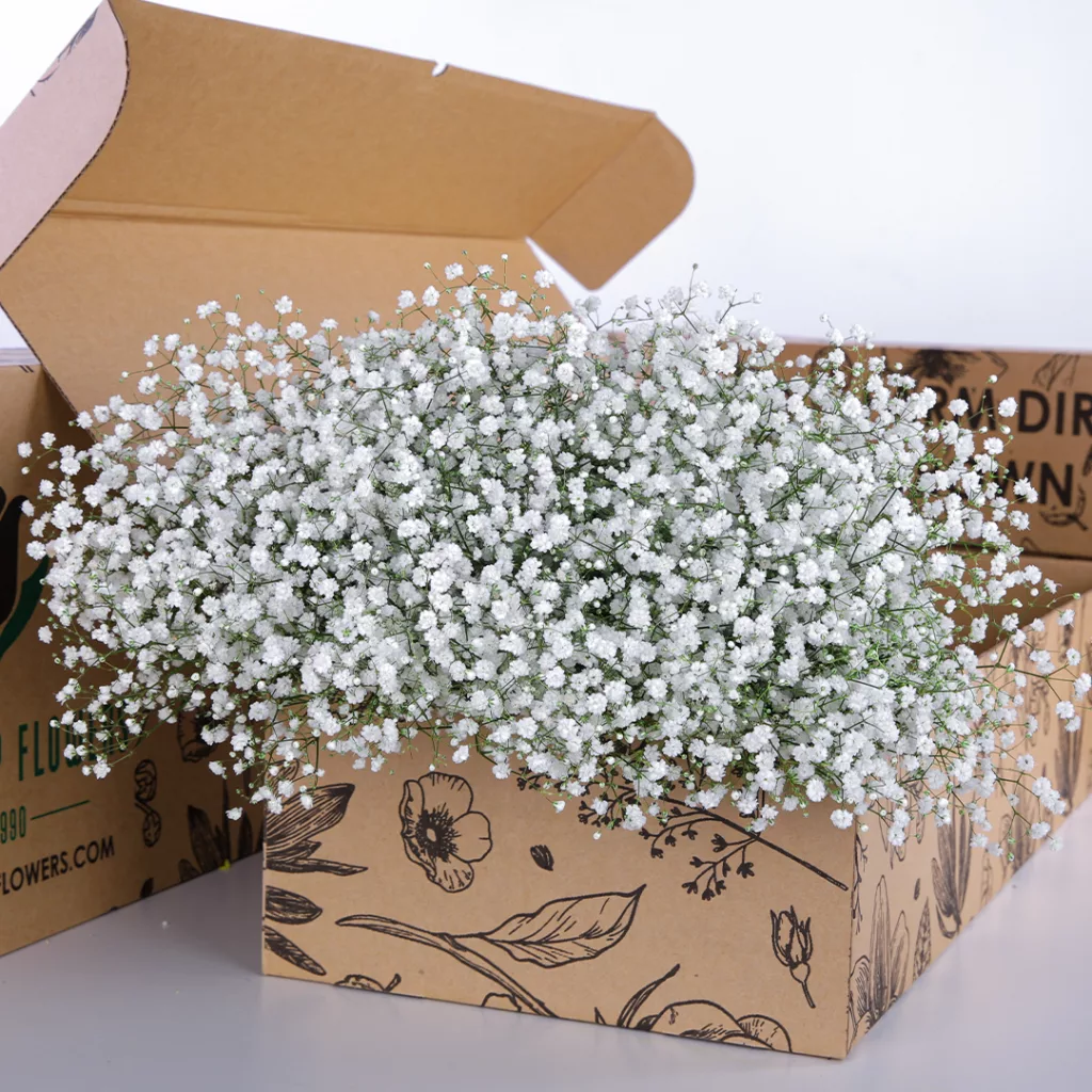 Gypsophilia Excellence Gypsophilia Excellence