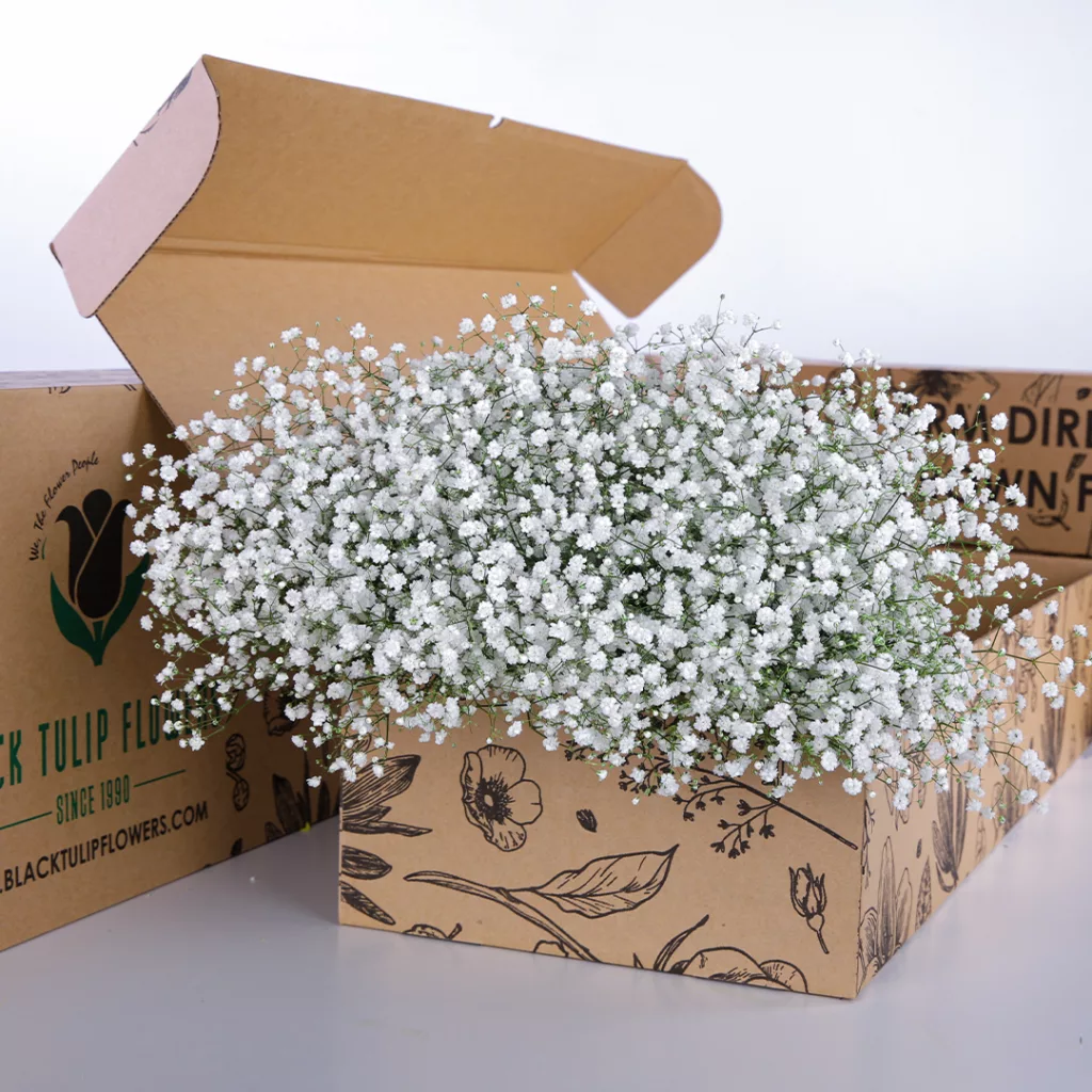 Gypsophilia Excellence Bunch of gypsophilia in a cardboard box
