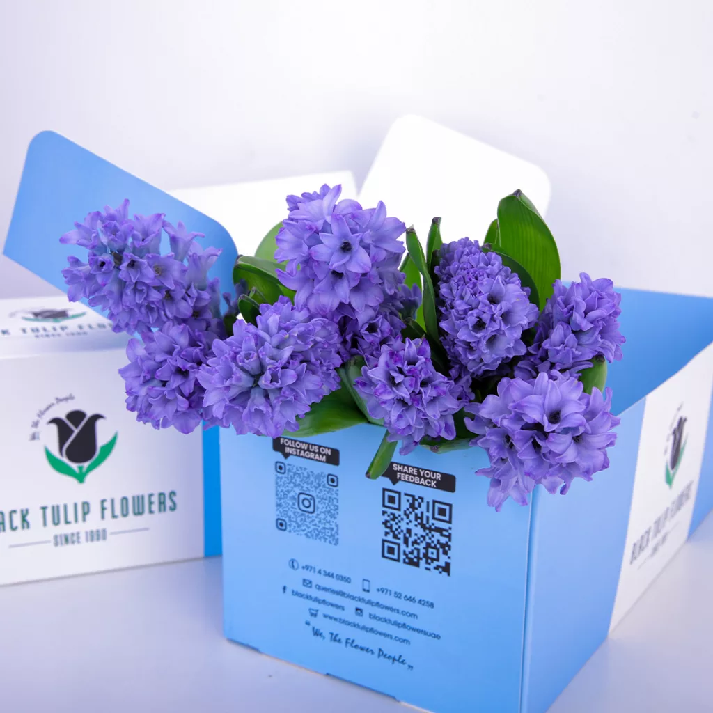 Hyacinthus Purple A collection of purple hyacinths arranged in a cardboard box, highlighting their beauty and vivid hue.