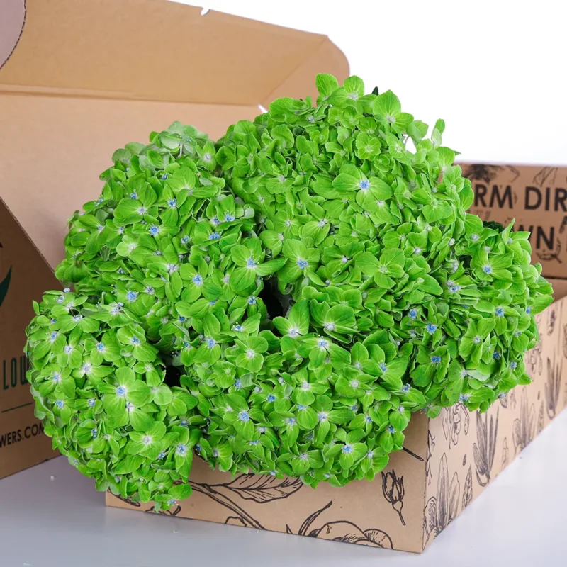 Hydrangea Green