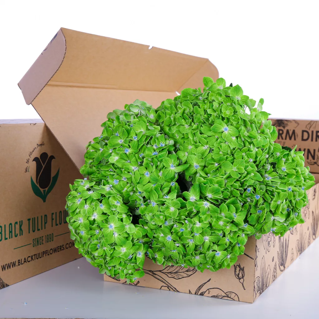 Hydrangea Green Bunch of Green Hydrangea in a box