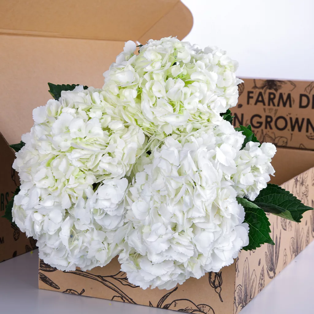 Hydrangea White Hydrangea White