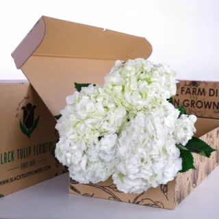 5 stems of white hydrangeas bunch, perfect for any arrangement, with added flower food.