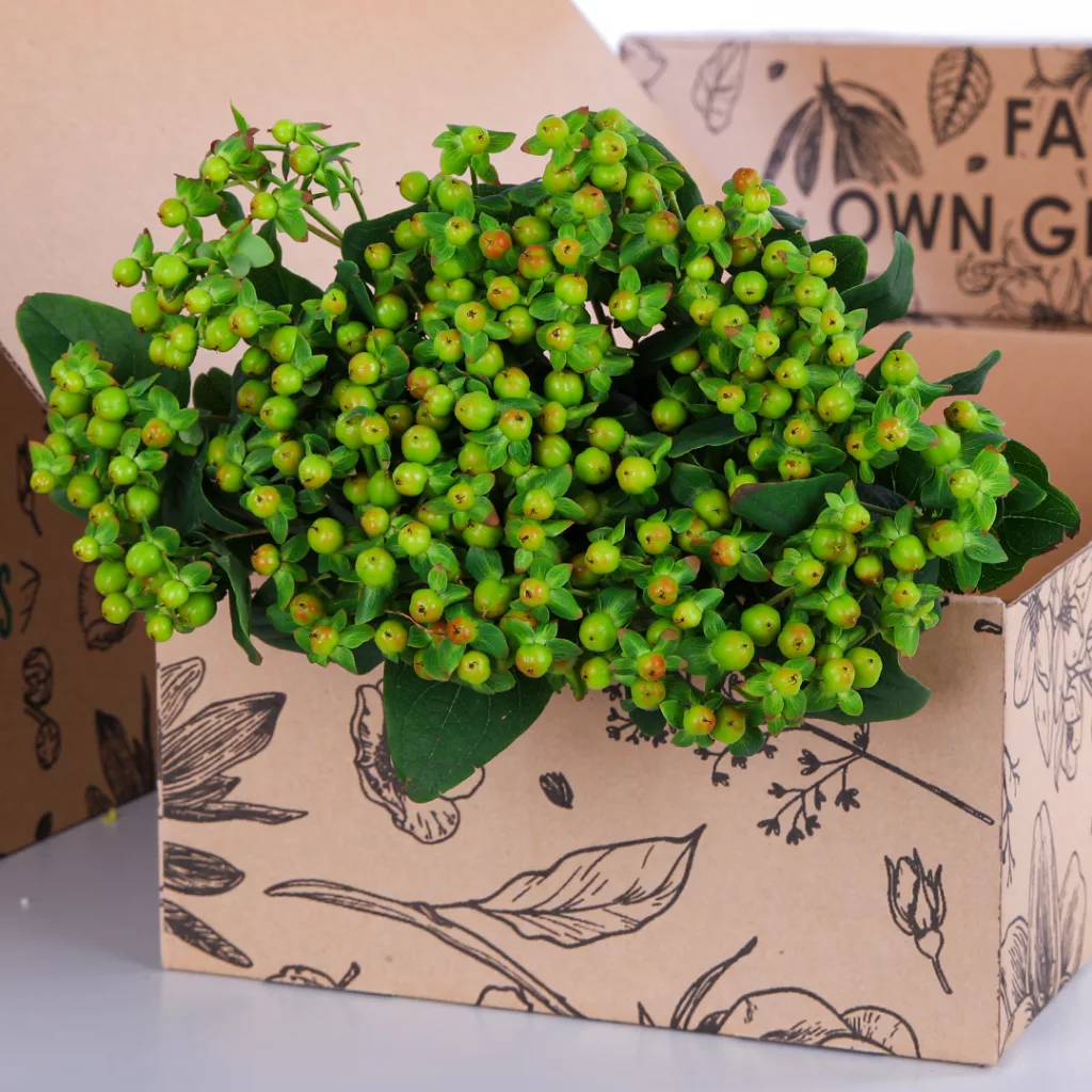 Hypericum Green