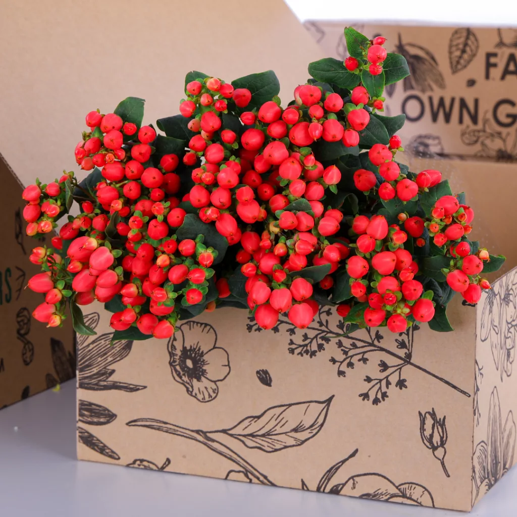 Hypericum Pink