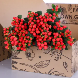 Hypericum Pink