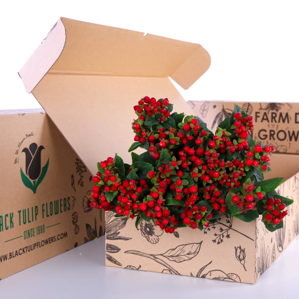 A bunch of red Hypericum in a brown box with flower food.