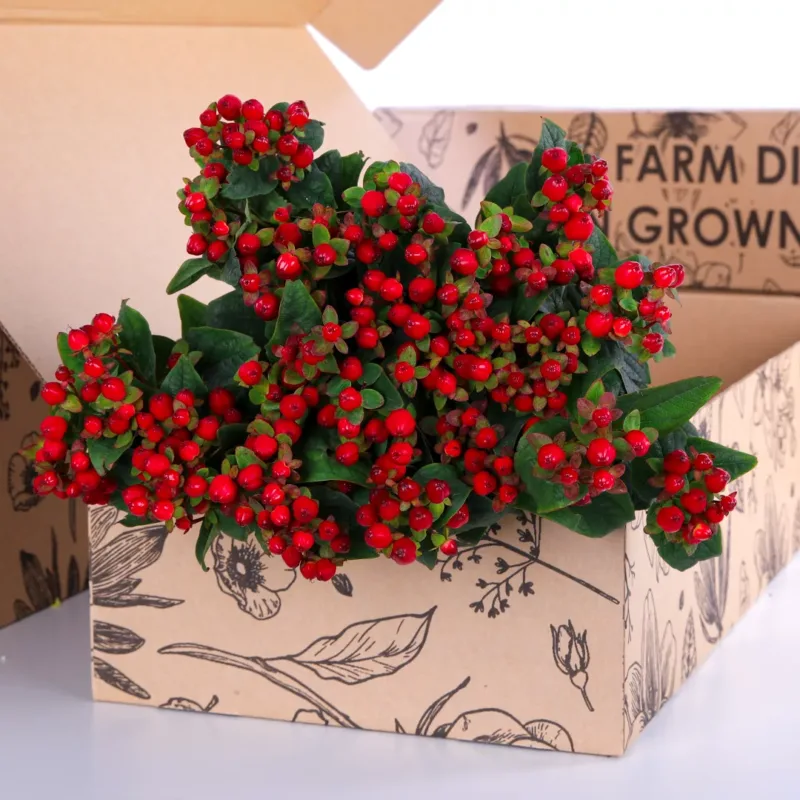 Hypericum Red