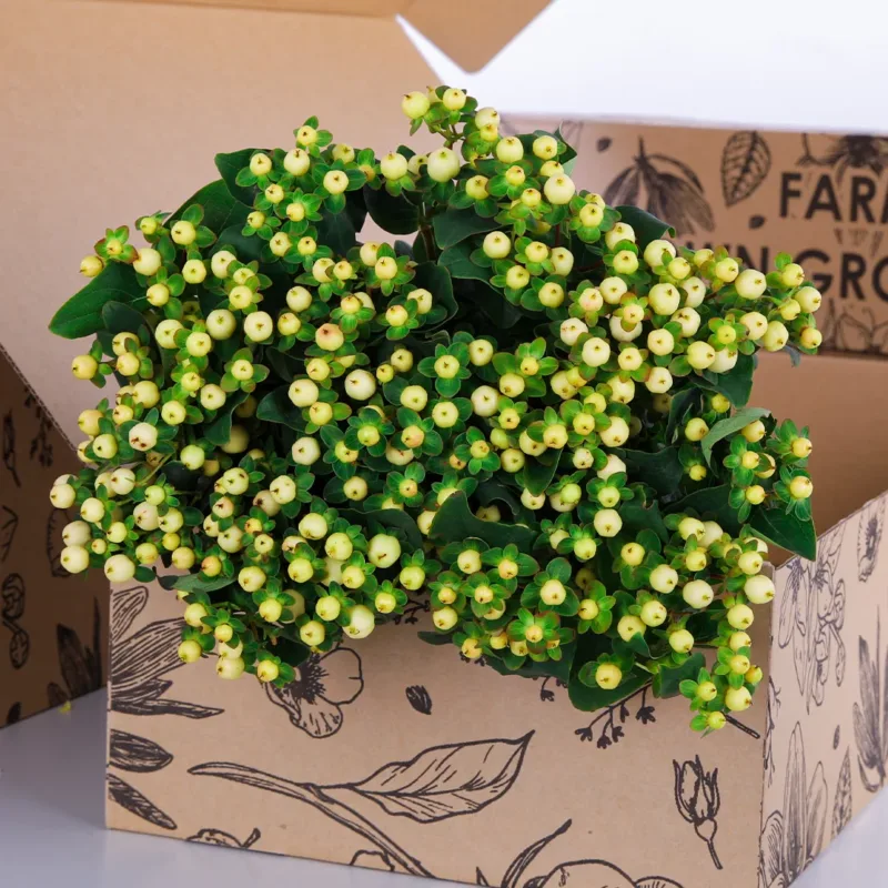 Hypericum White Hypericum White