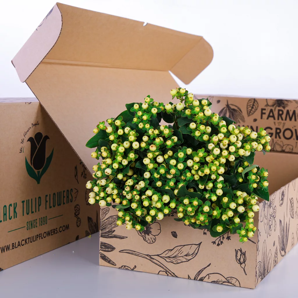 A bunch of Hypericum White flowers arranged in a cardboard box, highlighting their elegant appearance.