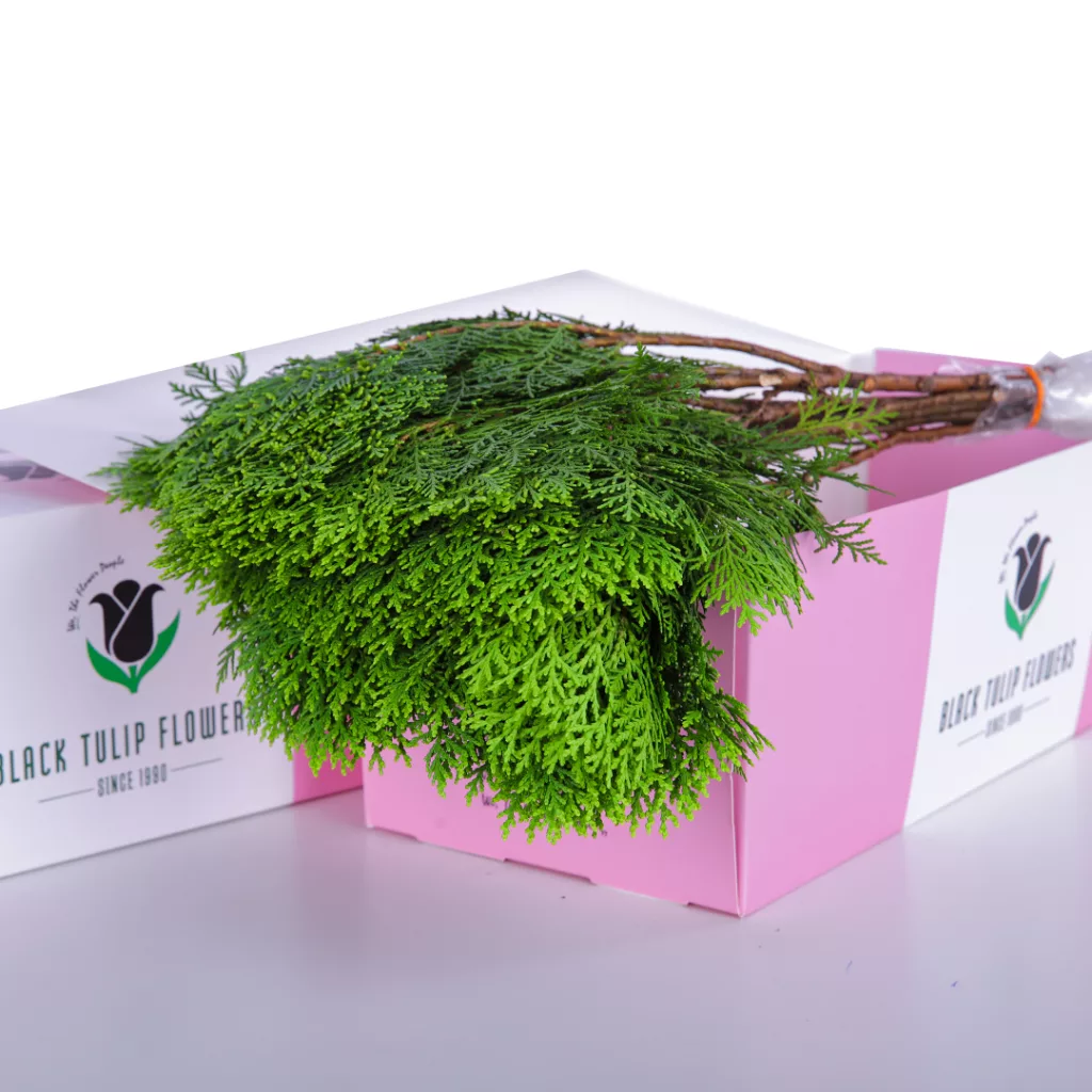 Jenifer Leaves A cardboard box containing an assortment of Jenifer leaves, emphasizing their vibrant green colour and healthy, fresh look.