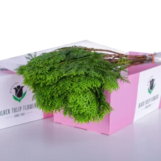 A cardboard box containing an assortment of Jenifer leaves, emphasizing their vibrant green colour and healthy, fresh look.