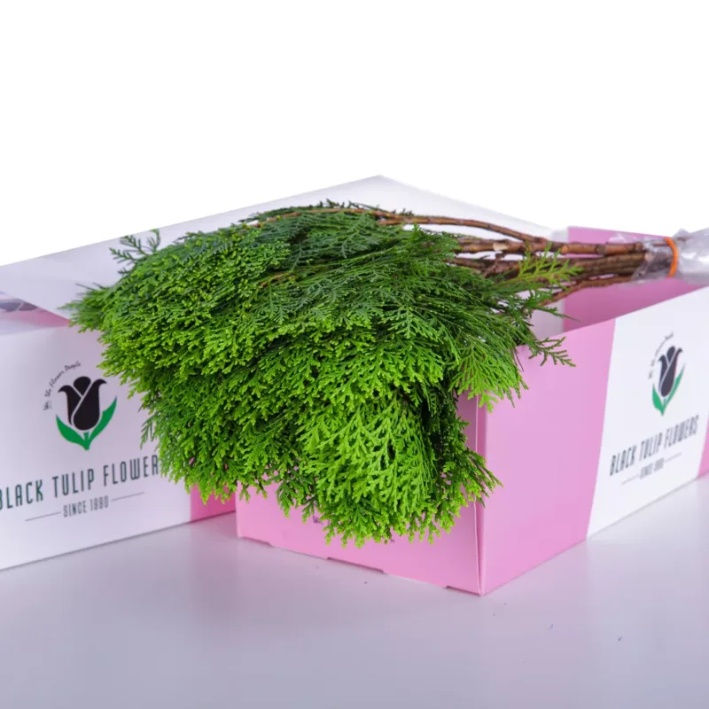 Jenifer Leaves A cardboard box containing an assortment of Jenifer leaves, emphasizing their vibrant green colour and healthy, fresh look.