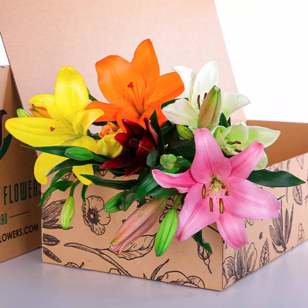 Lily Asiatic Mix Lily Asiatic Mix