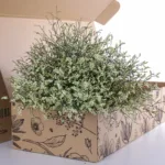 Bunch of Limonium / Caspia-Yellow 2 Limonium Caspia-Yellow