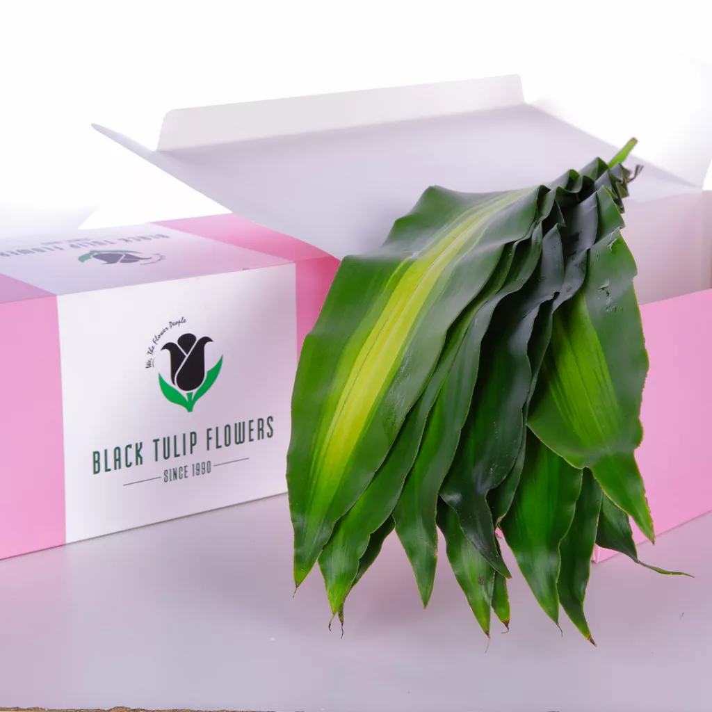 A cardboard box containing a cluster of Massangeana plants, showcasing their lush green foliage.