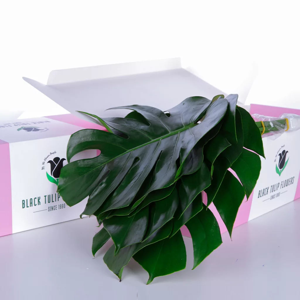 Monestra Medium A cardboard box filled with Monestra Medium, highlighting the fresh produce and its appealing arrangement.