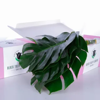 A cardboard box filled with Monestra Medium, highlighting the fresh produce and its appealing arrangement.