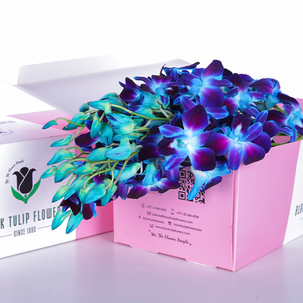 Orchid Dendrobium Blue