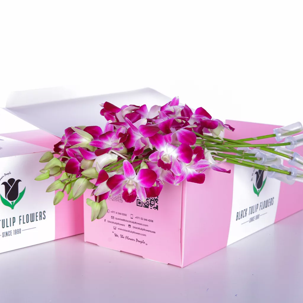 Orchid Dendrobium Purple Purple Dendrobium Orchids in a pink box, with flower food.