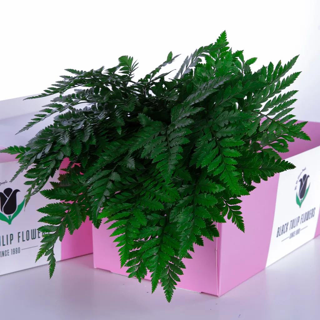 S Fern