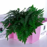 S Fern