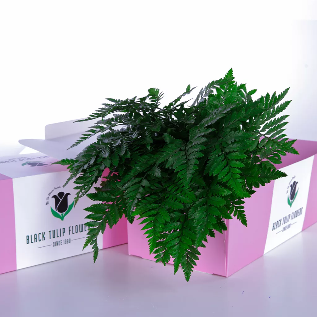 A cardboard box filled with lush Singapore Ferns, showcasing their vibrant green foliage and delicate fronds.