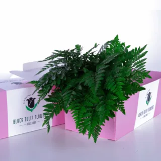 A cardboard box filled with lush Singapore Ferns, showcasing their vibrant green foliage and delicate fronds.