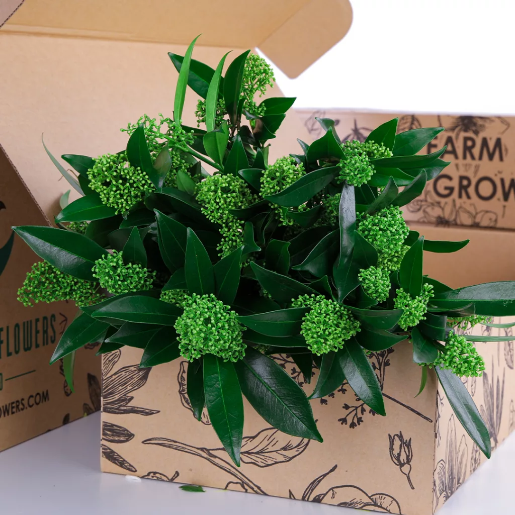 Skimmia Green Skimmia Green