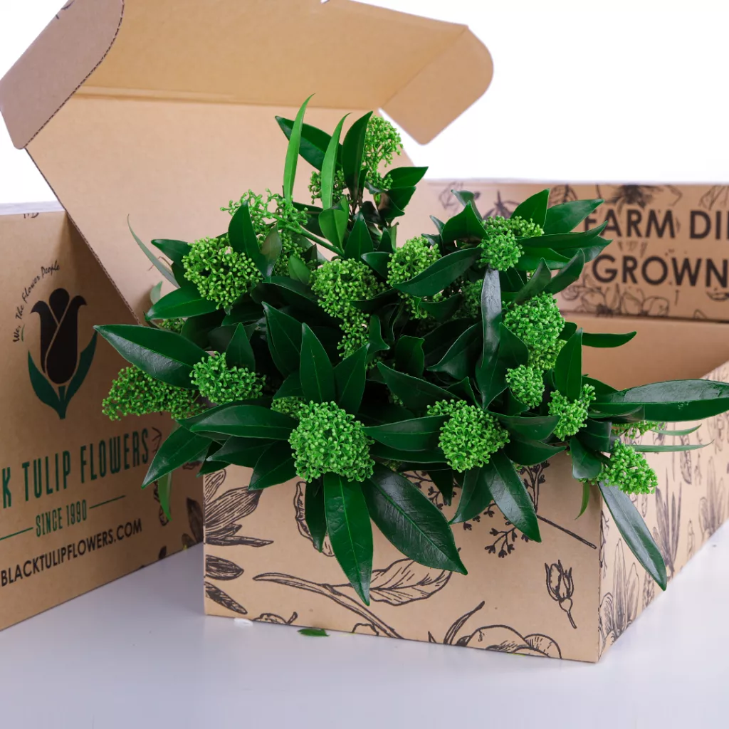 Skimmia Green A cardboard box filled with a bunch of vibrant Skimmia Green plants, showcasing their lush foliage.