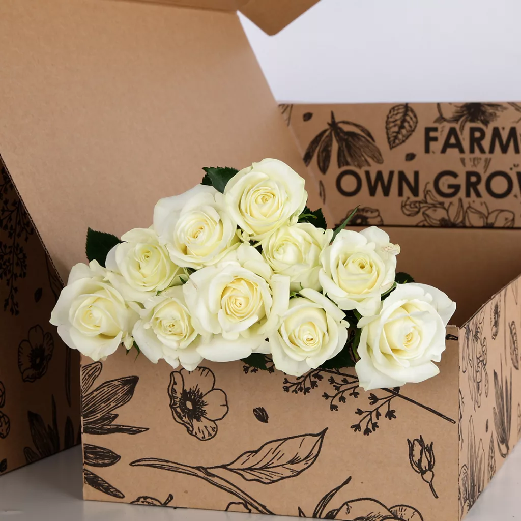 Rose White Rose White