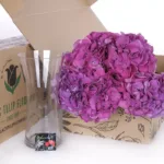 Hydrangea Dark PInk 1 dark_pink