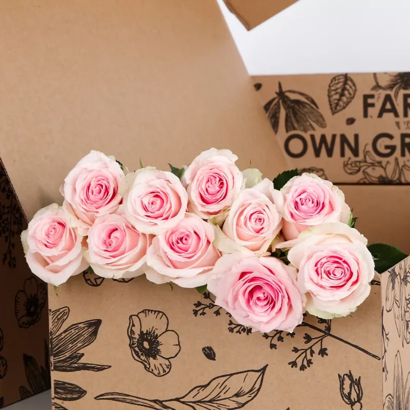 Rose Light Pink