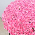 Regal Expressions – 300 Pink Roses Bouquet 2 04