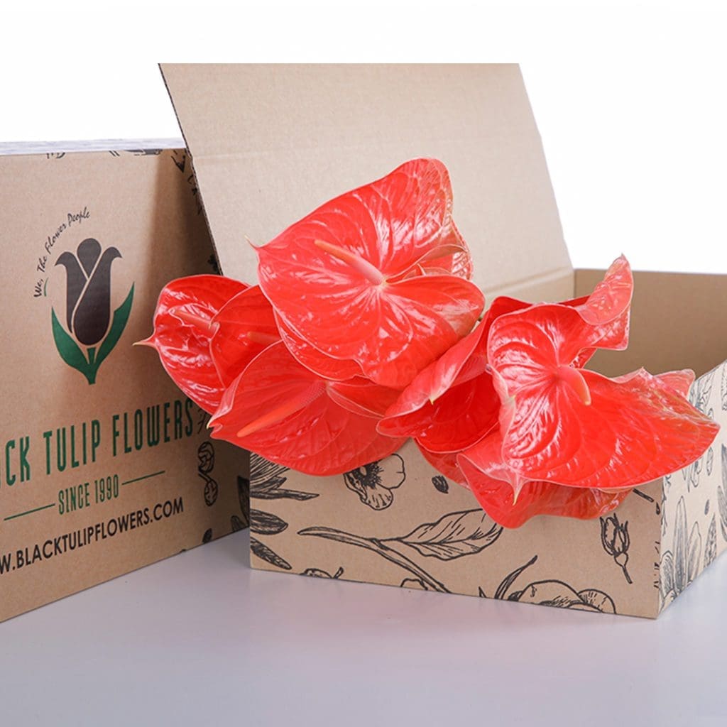 Anthurium Red A cardboard box containing vibrant Red Osaki Anthurium leaves, showcasing their striking red colours.