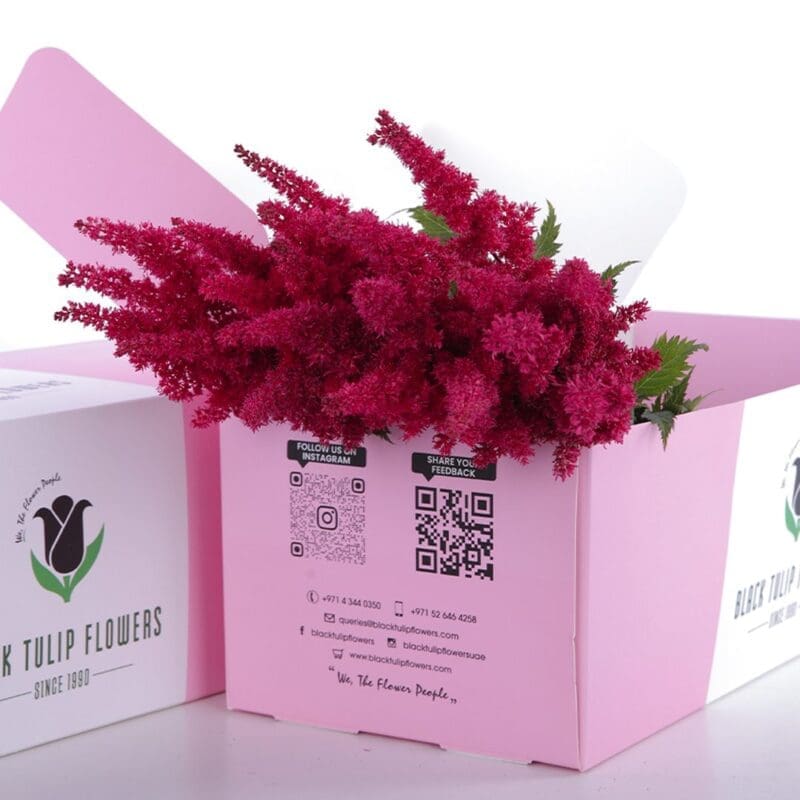 Astilbe Red 03 Astilbe Red