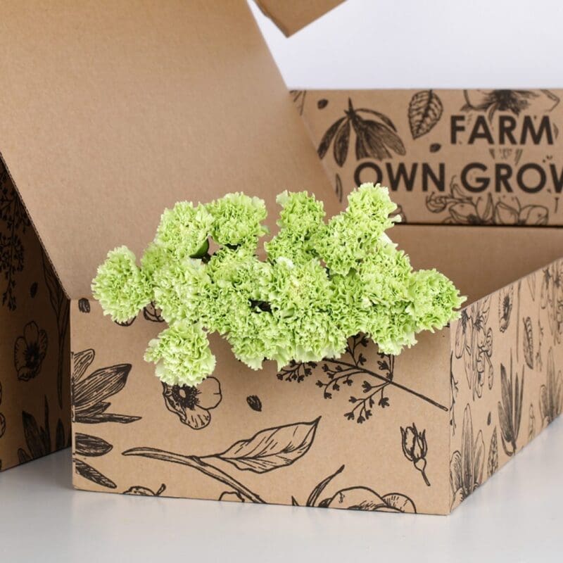Carnation Single Green (2) Carnation Single Green