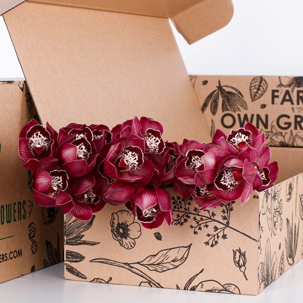 Cymbidium Red 03 Cymbidium Red
