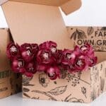 Cymbidium Red 2 Cymbidium Red 03