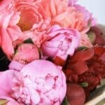 Delicate Peonies 3 Delicate Peonies (2)