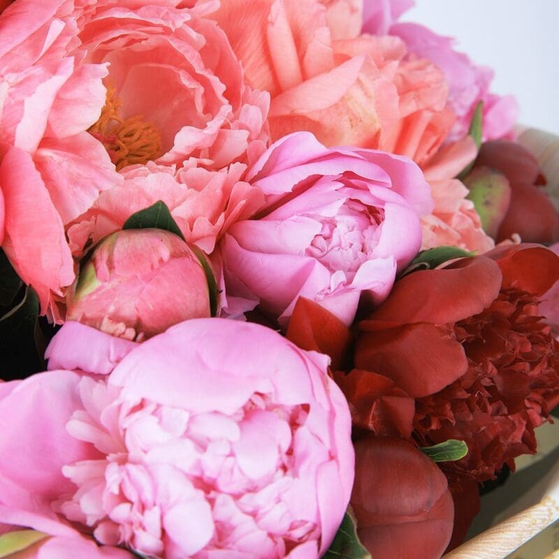 Delicate Peonies (2) Delicate Peonies bouquet by Black Tulip Flowers