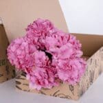 Hydrangea Classic Pink 2 Hydrangea Classic Pink (2)