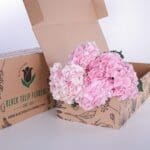 Hydrangea Light Pink 1 Hydrangea Light Pink