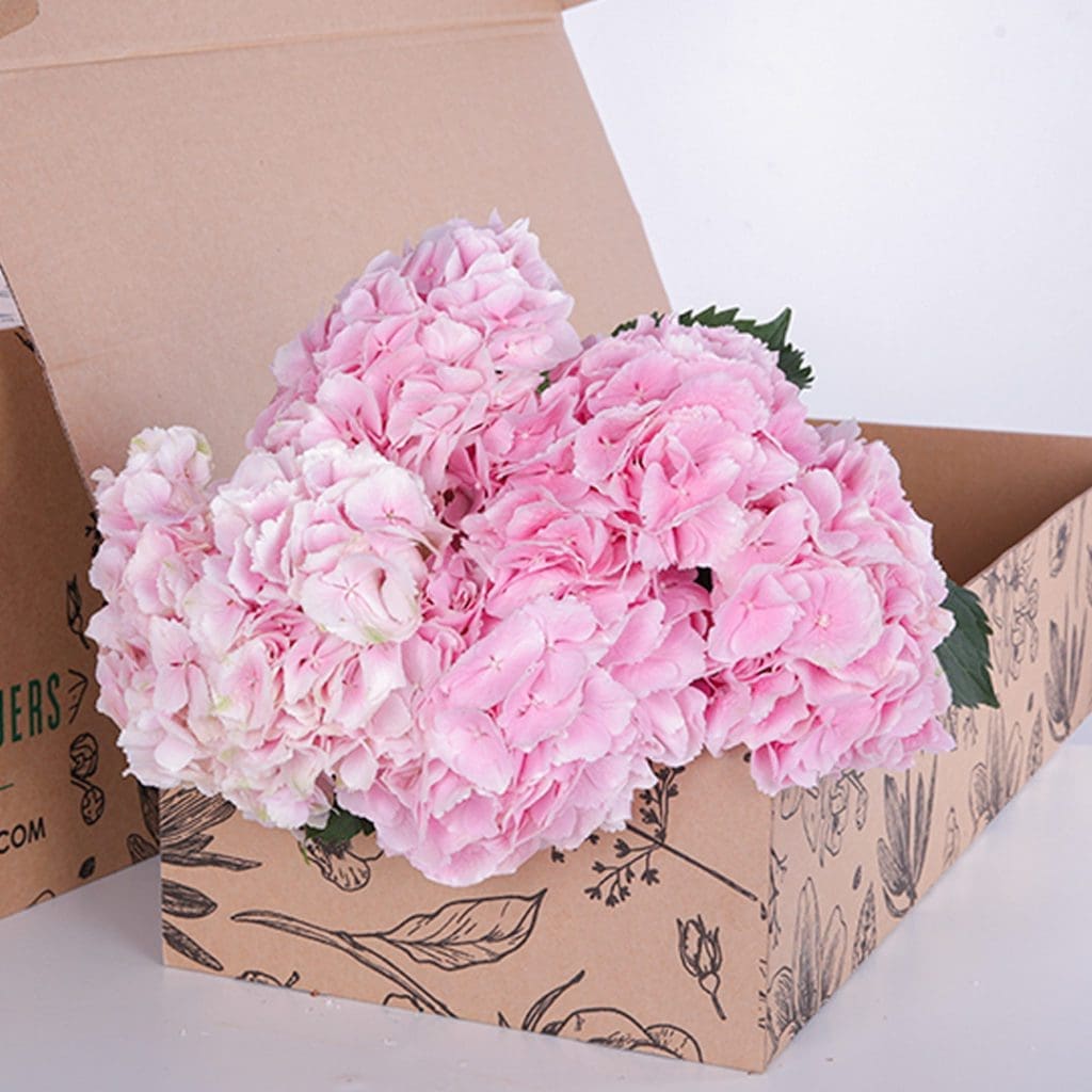 Hydrangea Light Pink Hydrangea Light Pink